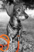 Rebel Petz - Sterke Gevlochten Hondenlijn van Touw  - Kleur: Zwart, Maat: Small