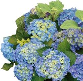 Hydrangea Blue 'Forever & Ever' - Blauwe hortensia - ↑ 23cm - Ø23cm