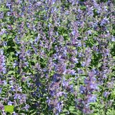 Nepeta Faassenii 'Walker's Low Neptuna' - Kattenkruid - Biologisch - Paars - ↑ 25-35cm - Ø 12,5cm