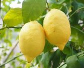 Citrus limon ' Citroen' 2 liter pot (12 bij 20 cm) Citroen potgedrukt 60 cm inclusief pot voor tuin terras of balkon.