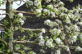 Leisierpeer | Pyrus calleryana Chanticleer | Stamomtrek: 8-10 cm | Stamhoogte: 120 cm | Rek: 120 cm