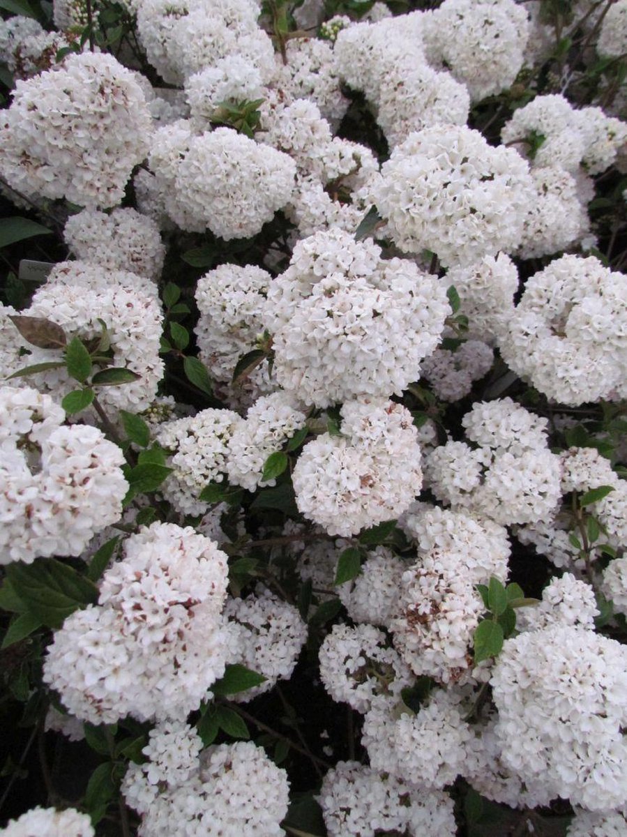 Sneeuwbal Viburnum tinus op stam Stamhoogte 100110 cm