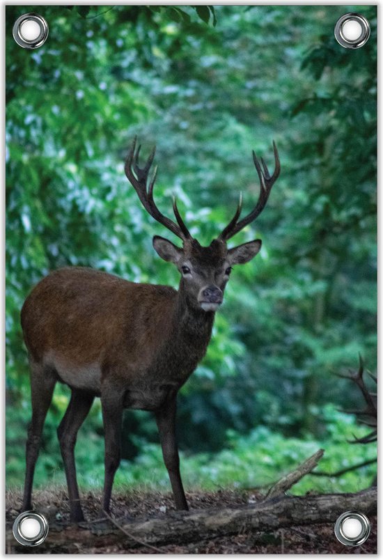 Tuinposter –Hert op het Bospad– 30x40cm Foto op Tuinposter (wanddecoratie voor buiten en binnen)