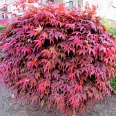 Acer Palmatum 'Atropurpureum' - Japanse Esdoorn rood - ↑ 25-30cm - Ø 13cm