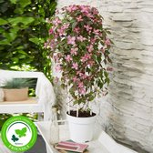 2x Clematis Montana 'Fincent' - Bosrank paars - Set van 2 - ↑ 65-75cm - Ø 14cm