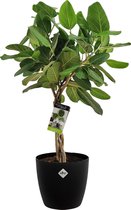 Kamerplant van Botanicly – Banyanboom incl. sierpot zwart als set – Hoogte: 90 cm – Ficus Benghalensis Audrey