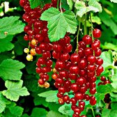 2x Ribes 'Jonk van Tets' - Rode Aalbes Biologisch - Set van 2 - ↑ 30-60cm - Ø 12cm