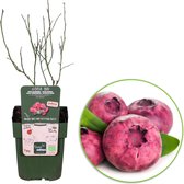 2x Vaccinium 'Pink Lemonade' - Roze Bosbes biologisch - Set van 2 fruitheesters - ↑ 30-60cm - Ø 12cm