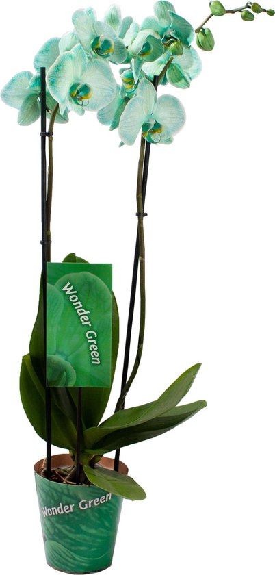 Orchidee van Botanicly – Vlinder orchidee – Hoogte: 75 cm, 2 takken ...