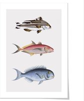 Art print ‘Natuurlijke historie van vissen - I’ 50x70 cm.