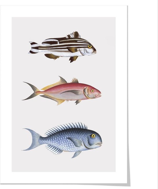 Art print ‘Natuurlijke historie van vissen - I’ 50x70 cm.