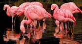 Tuinschilderij Flamingo's 50x70cm