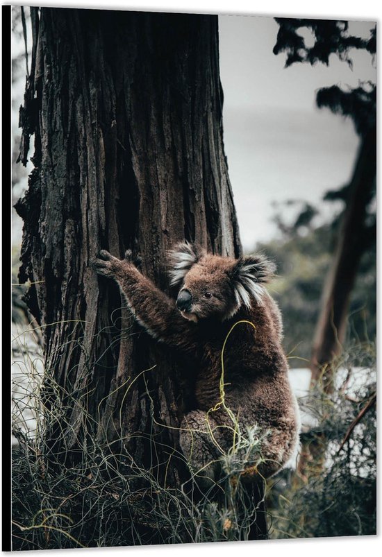 Dibond –Koala aan Boomstam– 40x60cm Foto op Aluminium (Wanddecoratie van metaal)