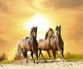 Diamond painting - Rennende paarden met zon - 40x30cm