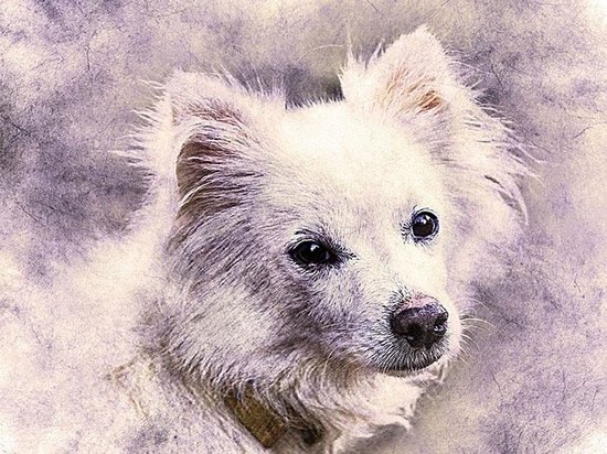 witte keeshond