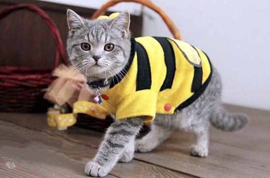 Sneeuwwitje Overeenstemming zoon Bijen kostuum voor hondjes - Verkleed kleding voor dieren - Bijen pakje  voor honden -... | bol.com