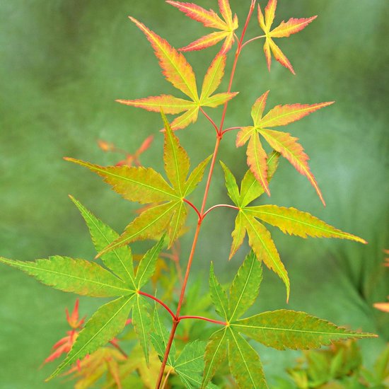 Acer palmatum 