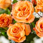 Rosa 'Doris Tysterma'n - Grootbloemige roos oranje - ↑ 20-45cm - Ø 22cm