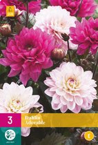 Dahlia 'Adorable' - set van 3 stuks