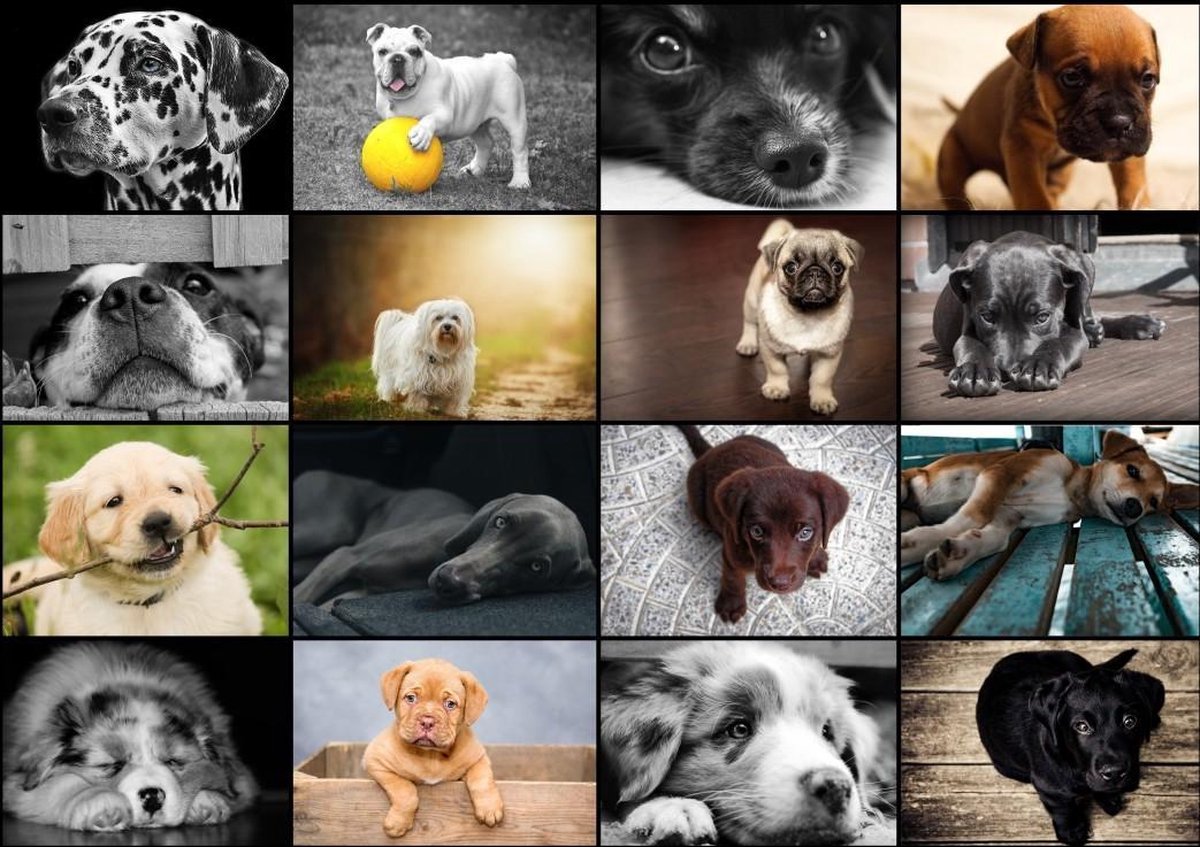 Legpuzzel - 1000 stukjes - Collage - Honden - Grafika puzzel