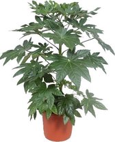 Kamerplant van Botanicly – Vingerplant – Hoogte: 100 cm – Fatsia japonica