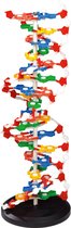 DNA Model XL (60 cm hoog)
