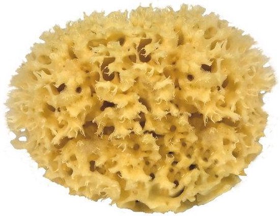 Croll & Denecke Natuurspons – Natuurlijke spons – Badspons – 100% Natuurlijk & Plasticvrij – ⌀ 16 cm