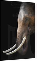 Aziatische olifant op zwarte achtergrond - Foto op Plexiglas - 40 x 60 cm