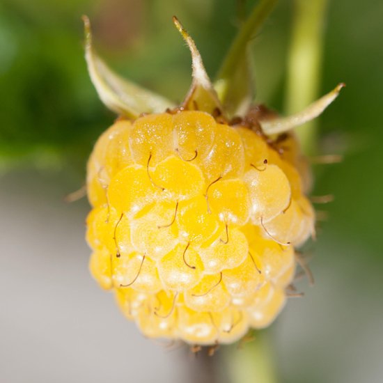 Gele framboos met groene blaadjes.