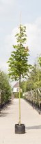 Zuil esdoorn Acer platanoides Columnare h 450 cm st. omtrek 16 cm