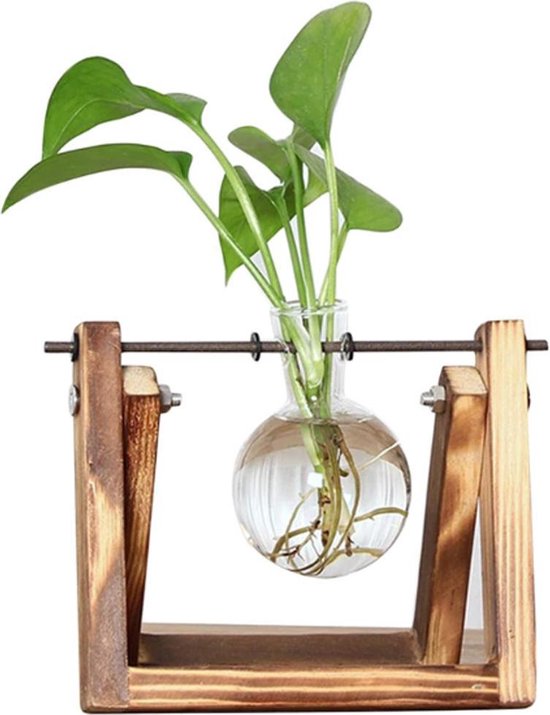 QUVIO Plante aquatique standard en bois / Vase en Verres pour plante  aquatique / Aussi