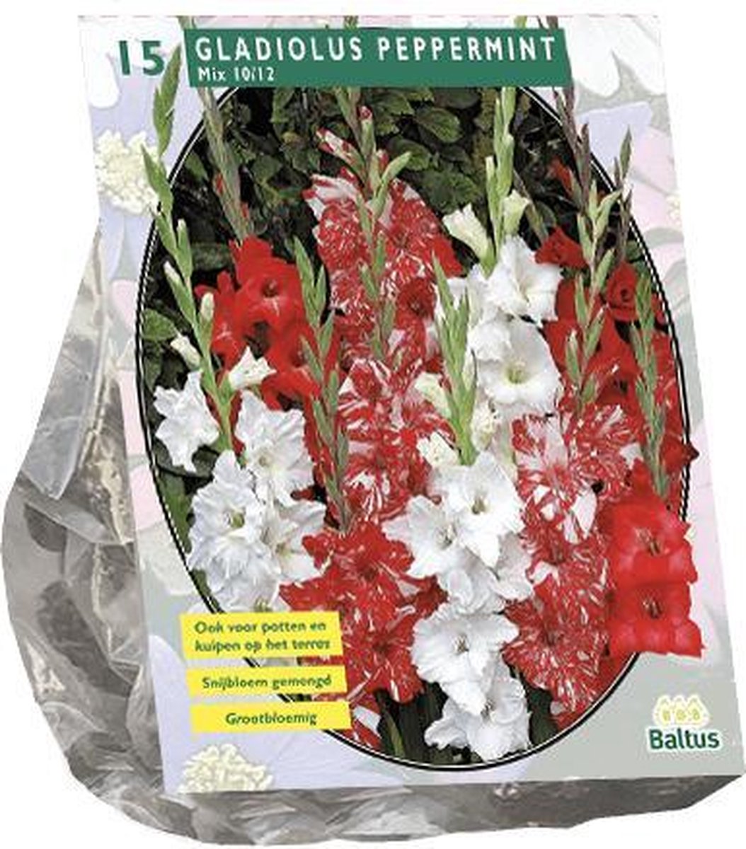 3 stuks Zomer Bloembollen Gladiolus Peppermint Mix per 15