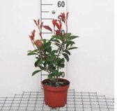 Photinia Fraseri 'Red Robin' - Glansmispel 40-60 cm pot