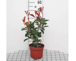 Photinia Fraseri 'Red Robin' - Glansmispel 40-60 cm pot
