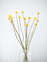 Droogbloemen - Craspedia - 60 cm - Natuurlijk Bloemen - Dried Flowers