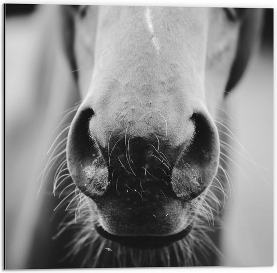 Dibond - Mond van Paard (zwart/wit) - 50x50cm Foto op Aluminium (Wanddecoratie van metaal)