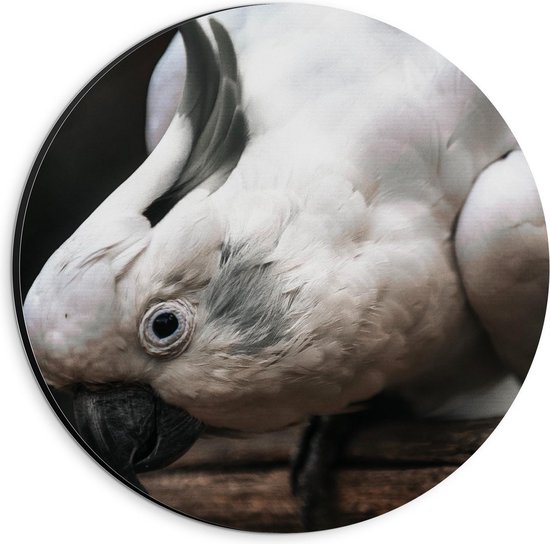 Dibond Wandcirkel - Witte Vogel met Kuif  - 20x20cm Foto op Aluminium Wandcirkel (met ophangsysteem)