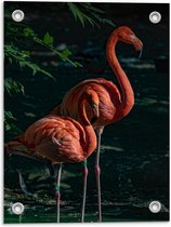 Tuinposter – Twee Flamingo's in Water - 30x40cm Foto op Tuinposter  (wanddecoratie voor buiten en binnen)