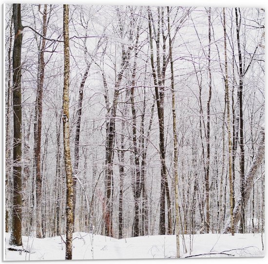 Forex - Besneeuwde Bomen in het Bos - 50x50cm Foto op Forex