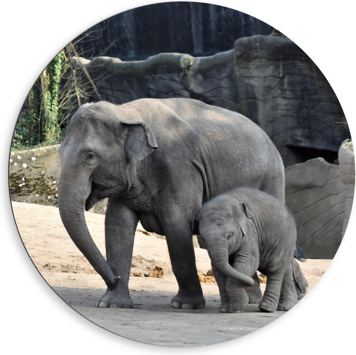 Dibond Wandcirkel - Olifant met Baby - 80x80cm Foto op Aluminium Wandcirkel (met ophangsysteem)