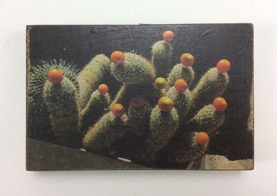 Afbeeldingsblok 10x15 cm Cactus Trichoc terschechii