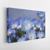 Nemophila flower field - Modern Art Canvas -Horizontal - 100331552 - 115*75 Horizontal
