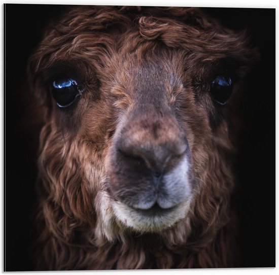 Dibond - Gezicht van Bruine Alpaca - Foto op Aluminium (Met Ophangsysteem)