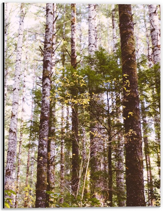 Dibond - Smalle Bomen in het Bos - 30x40cm Foto op Aluminium (Met Ophangsysteem)