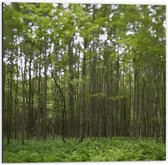 Dibond - Bos met Groene Rijen Bomen - 50x50cm Foto op Aluminium (Met Ophangsysteem)