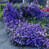 25 x Campanula Poscharskyana - Klokjesbloem in 9x9cm pot met hoogte 5-10cm
