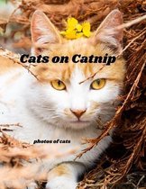 Cats on Catnip