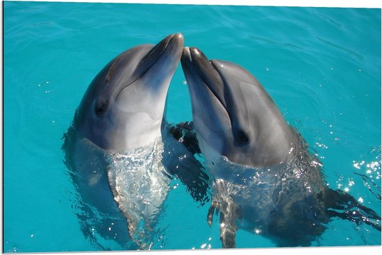 Dibond - Twee Dolfijnen die Elkaar Kussen - 90x60cm Foto op Aluminium (Met Ophangsysteem)