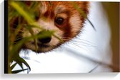 Canvas  - Rode Panda Achter de Planten - 60x40cm Foto op Canvas Schilderij (Wanddecoratie op Canvas)