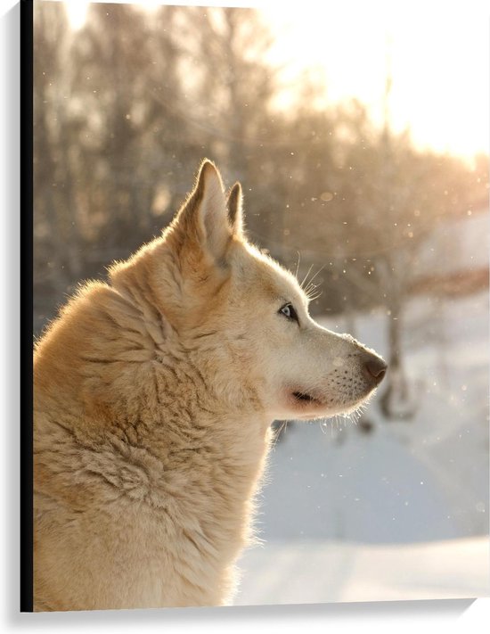 Canvas  - Lichte Wolf in Sneeuw  - 75x100cm Foto op Canvas Schilderij (Wanddecoratie op Canvas)